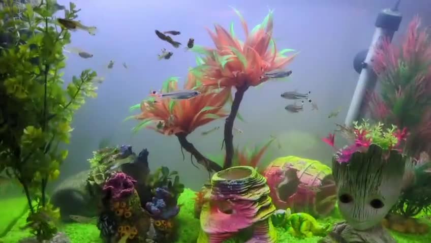 Other/Mixed Breed fish for sale: Fish tank and fish for sale - Video 2