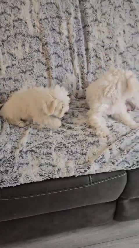 Bichon Frise dogs for sale: Bichon frise - Video 2