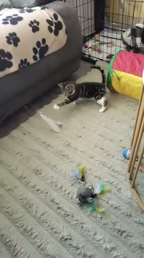 Mixed Breed cats for adoption: ❤️MARIO, LUIGI, PRINCESS PEACH & 💙DRIBBLE  - Video 4