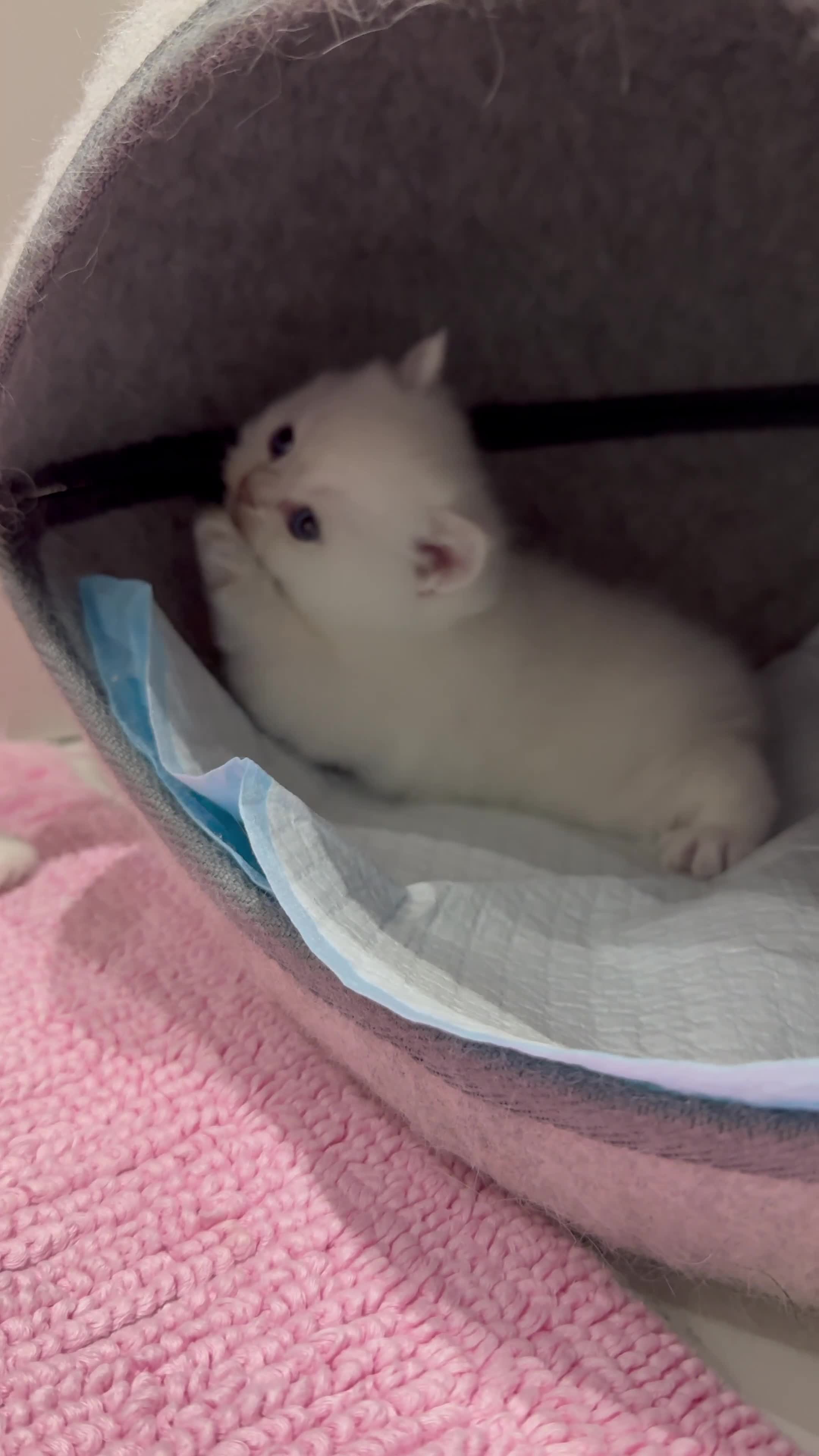 Scottish Fold cats for sale: Full pedigree Scottish fold kittens  - Video 3