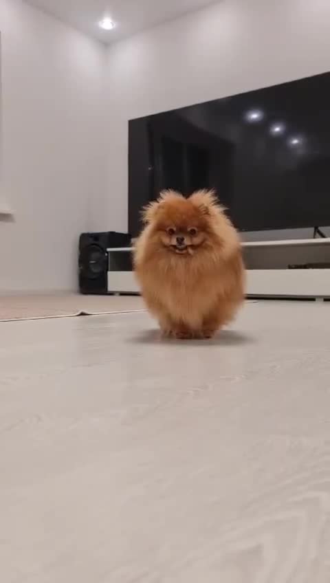 Pomeranian dogs for sale: Gorgeous sable Pom for rehome - Video 1