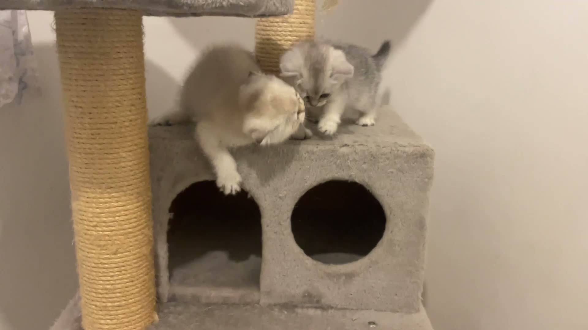 Scottish Fold cats for sale: Adorable Scottish Fold Kittens for Sale  - Video 5