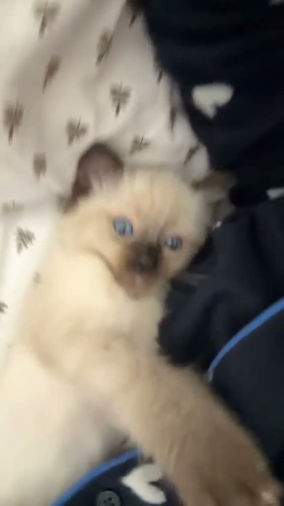Ragdoll cats for sale: Purebred Ragdoll Kittens Seeking Loving Homes in Rotherham - Video 1