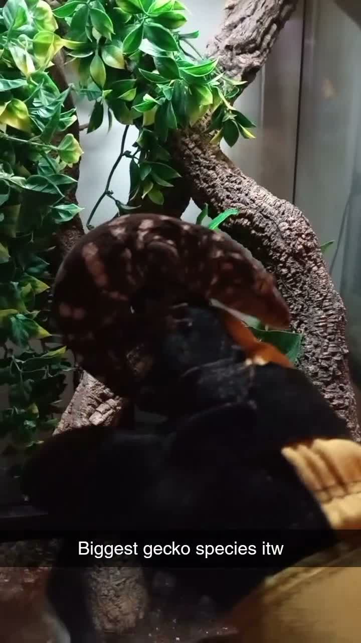 Gecko reptiles for sale: Amazing female leachie with setup for sale - Video 1