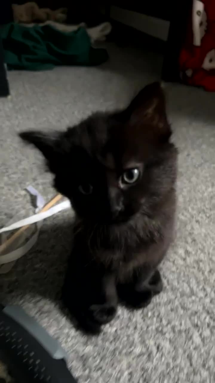 Mixed Breed cats for sale: 2 ragdoll mixes for sale - Video 2