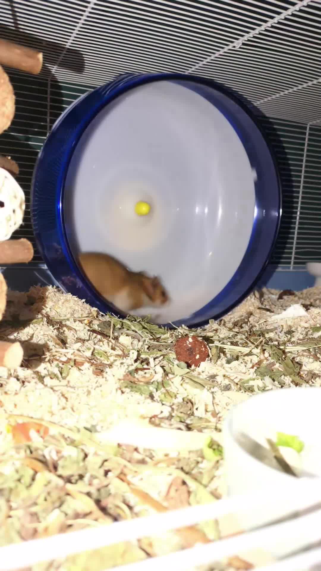 Hamster rodents for sale: Syrian hamster  - Video 1