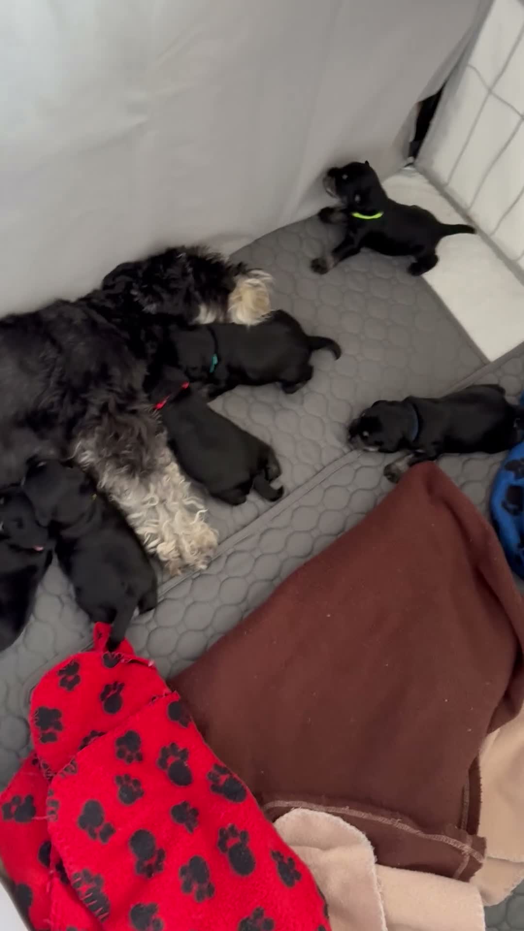 Miniature Schnauzer dogs for sale: KC MAC clear, BVA eye test on all the puppys - Video 1