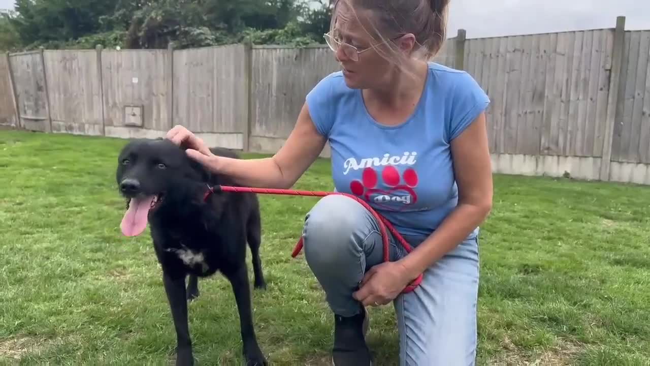 Mixed Breed dogs for adoption: JASMINE – Gorgeous Hungarian Mudi - Video 4