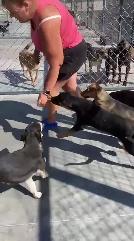 Mixed Breed dogs for adoption: Amelia, 8 months old, Available for adoption. - Video 5