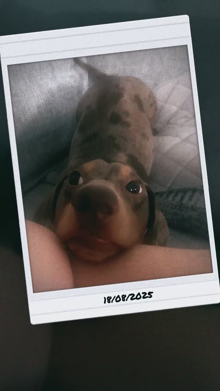 Miniature Dachshund dogs for stud: Mini dachshund stud in Leeds - Video 1