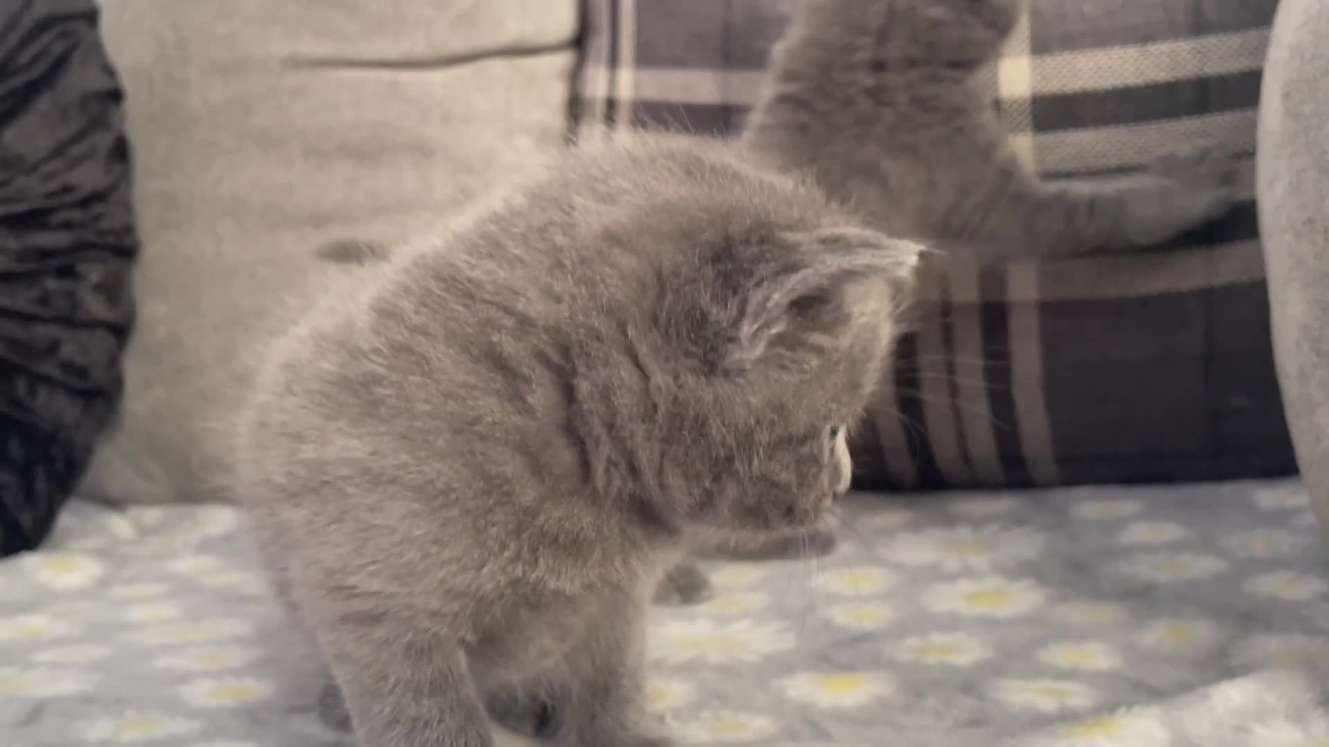 Russian Blue cats for sale: Russian X blue kittens  - Video 1