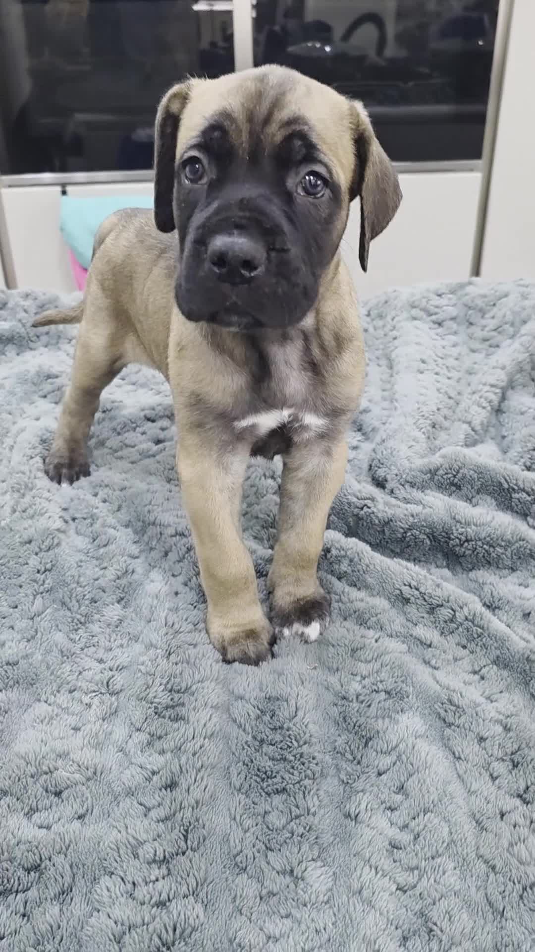Cane Corso dogs for sale: Cane Corso Puppies - Video 3