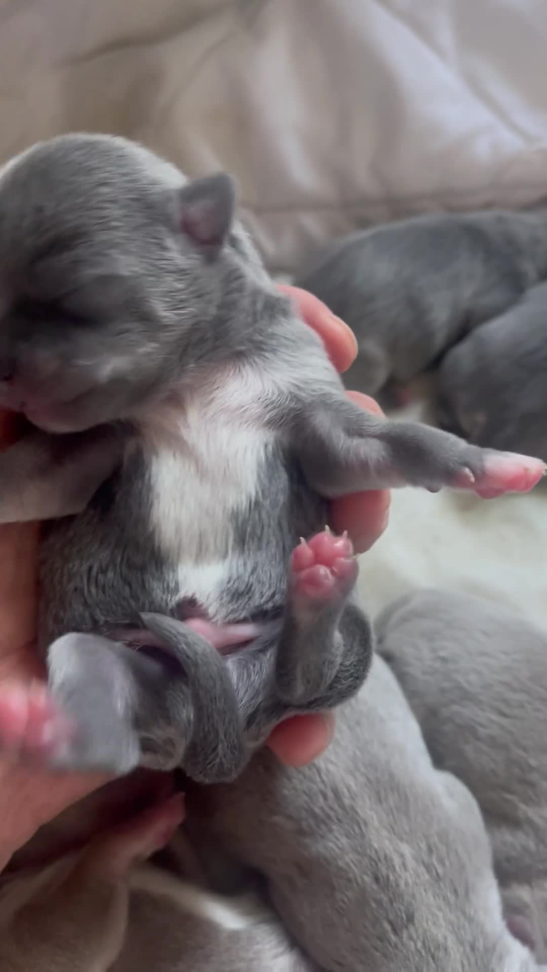Chihuahua dogs for sale: Purebred smooth coat Chihuahua puppies  - Video 2
