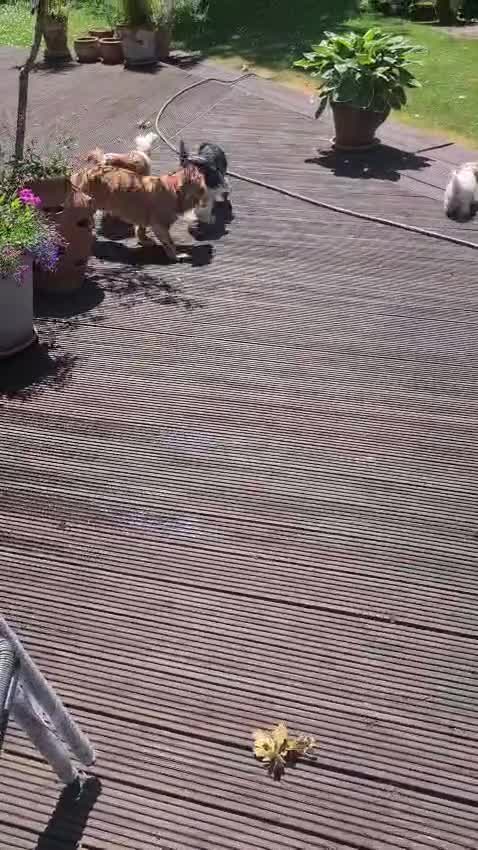 Cavapoo dogs for sale: Beautiful F1 Cavapoo Puppies Ready From 6th June  - Video 1