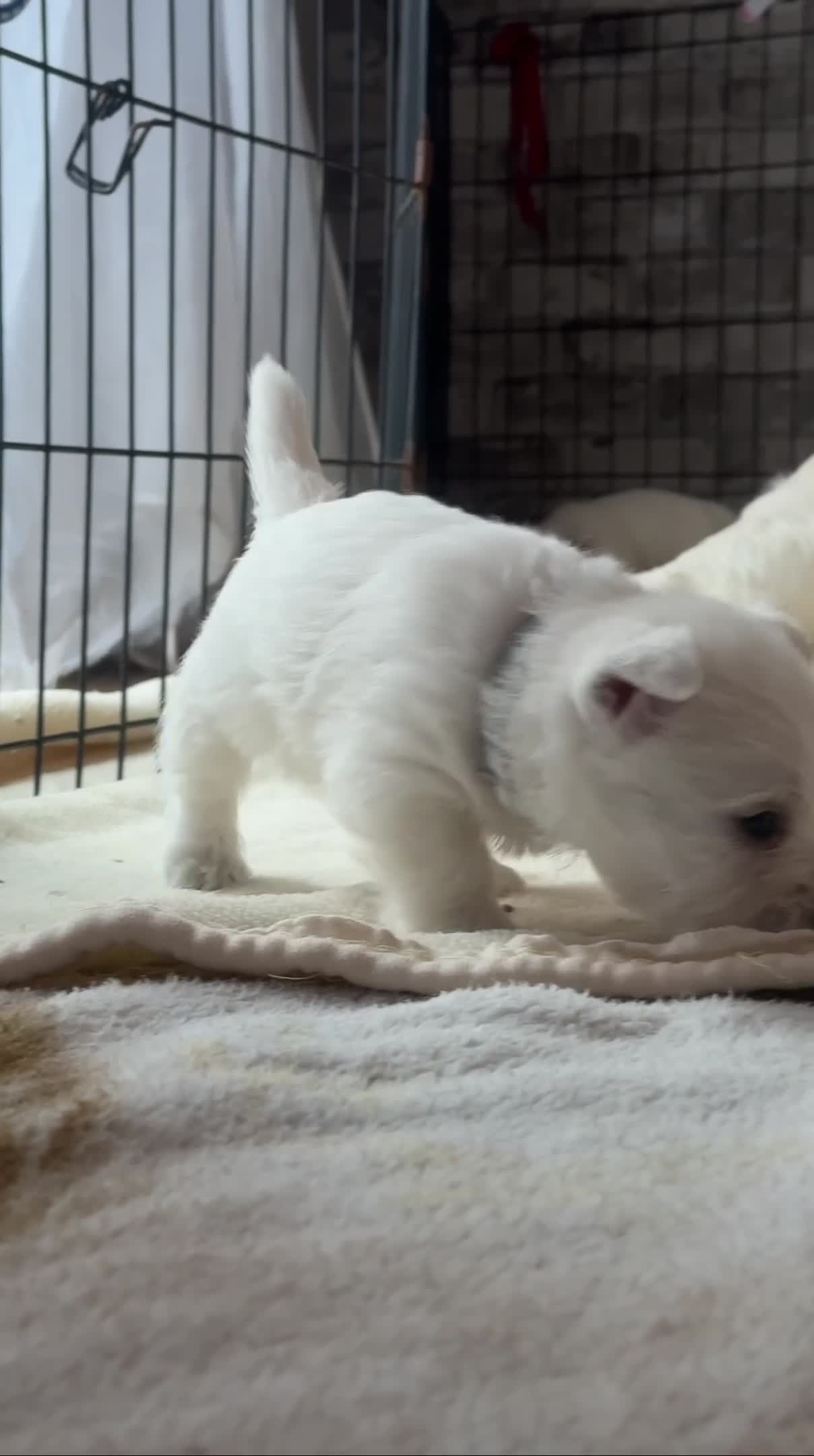 West Highland Terrier dogs for sale: KC West Highland Terrier - Video 1