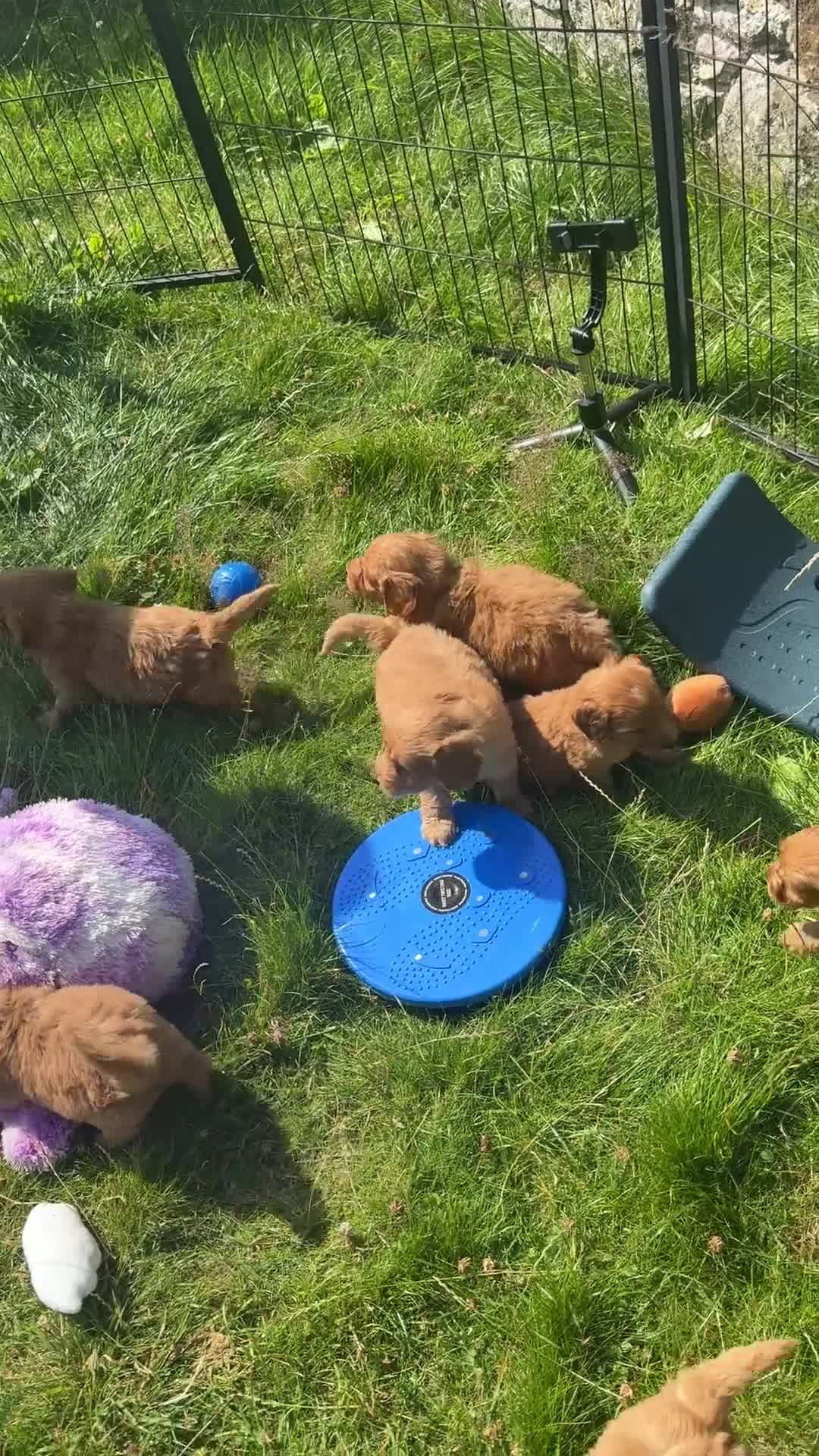 Cavapoo dogs for sale: Beautiful Red Toy Cavapoo Puppies - Video 2