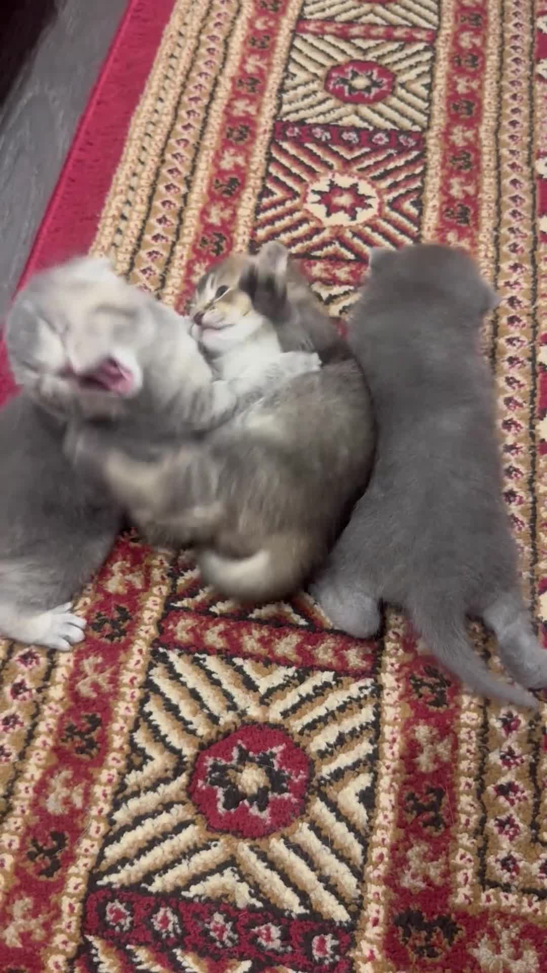 Scottish Fold cats for sale: 🐾 Kittens Looking for Forever Homes 🐾 - Video 1