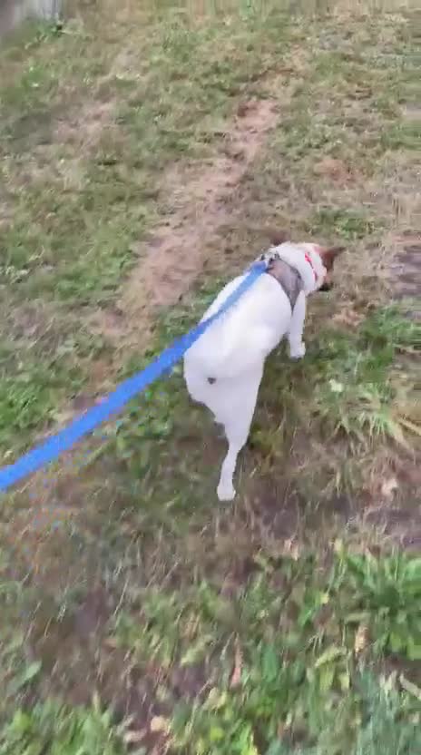 Mixed Breed dogs for adoption: ❤️🐶 SANYA – LOVING, CLEVER, JOYFUL SMALL GIRL in Redditch - Video 3