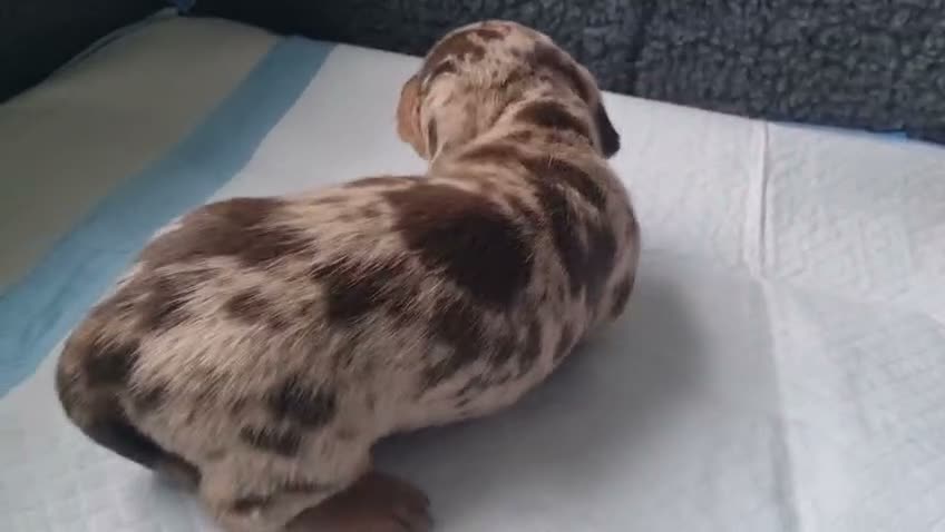 Dachshund dogs for sale: MINI dachshund LONG HAIRED 🐶 - Video 2