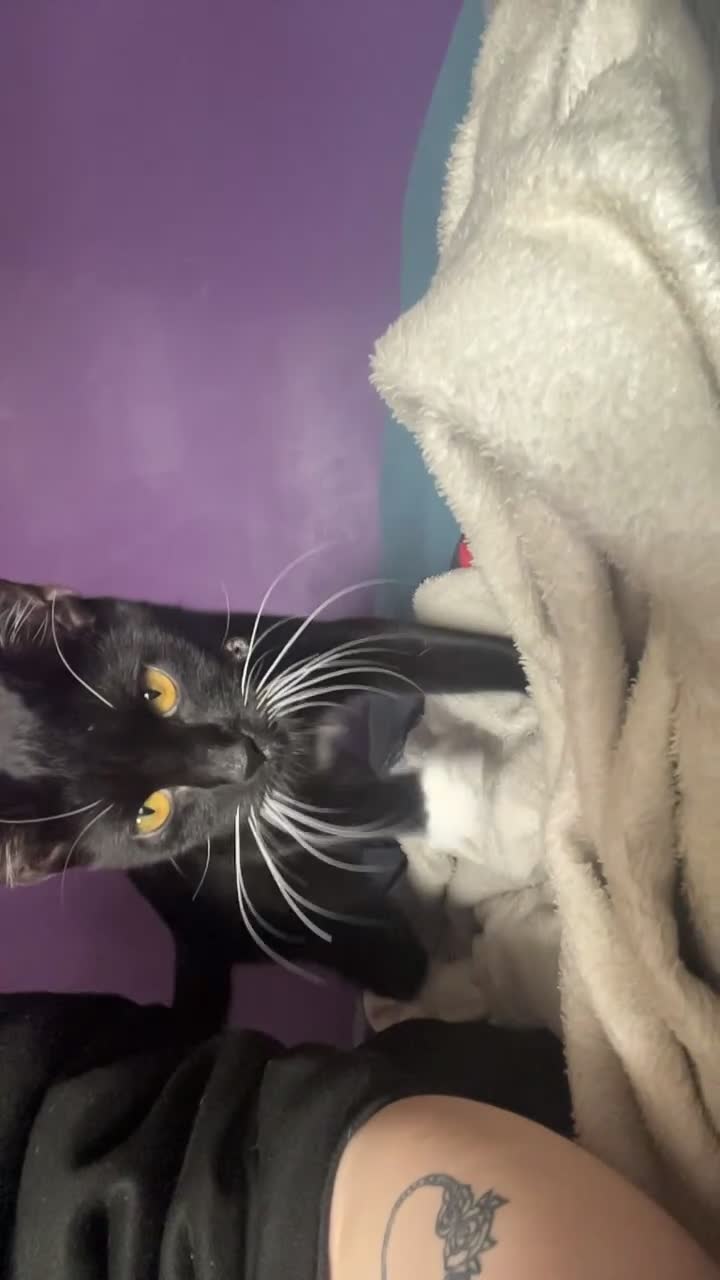 Domestic Shorthair cats for sale: maggie  - Video 1