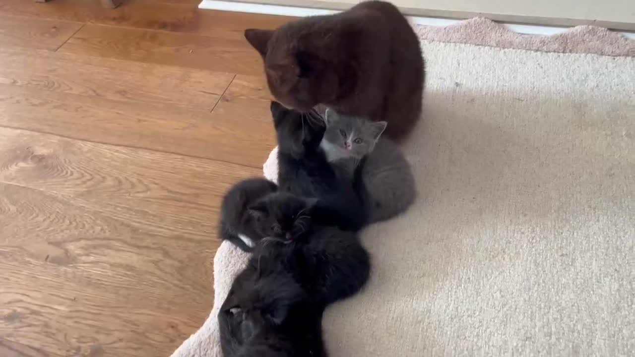 British Shorthair cats for sale: Our last Half British Shorthair Boy - Video 1