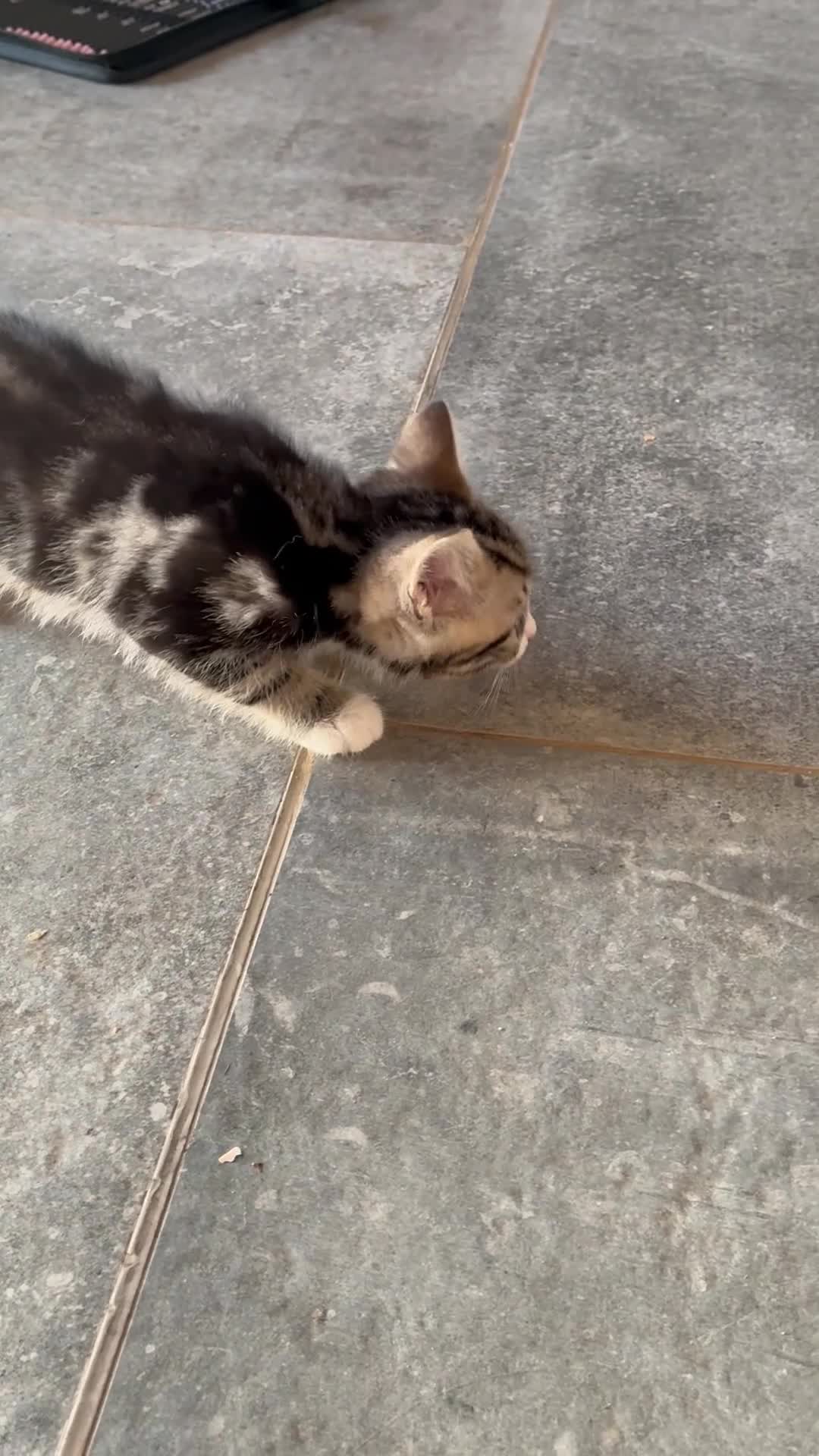 Domestic Shorthair cats for sale: Tabby kitten - Video 1