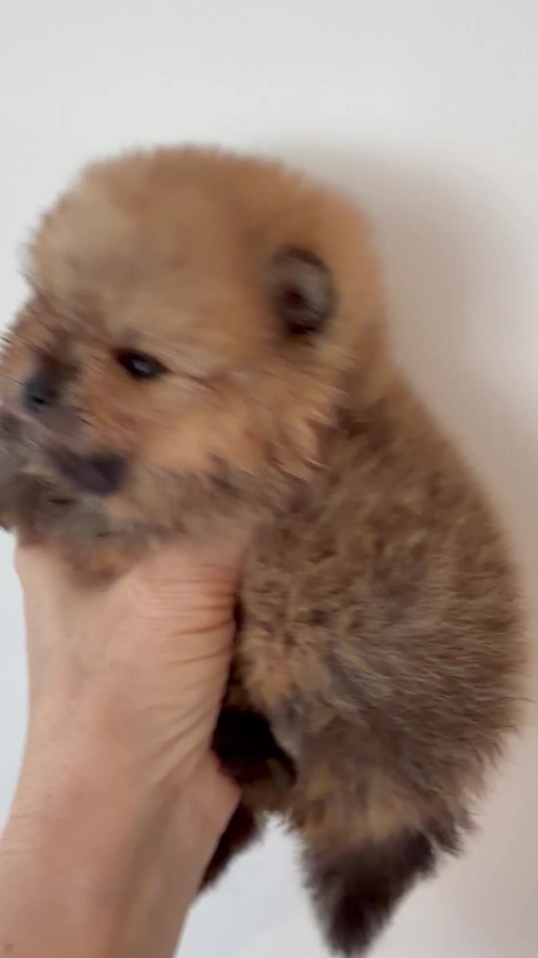 Pomeranian dogs for sale: Kc pomeranian puppies  - Video 1