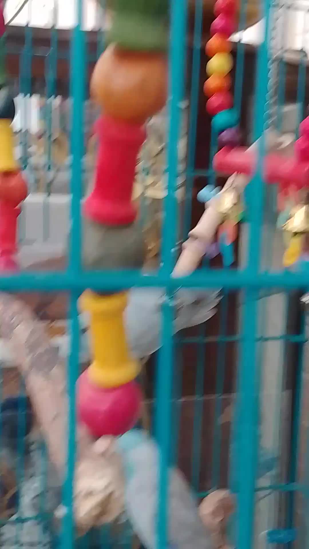 Parrots birds for sale: Parrotlets for sale  - Video 1