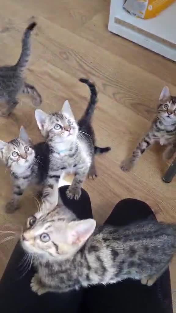 Bengal cats for sale: Bengal Kittens looking for home🐾 - Video 1