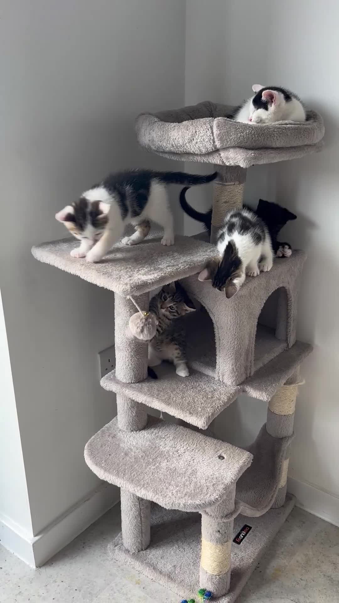 Domestic Shorthair cats for sale: Lovely 5 kittens for sale - Video 1