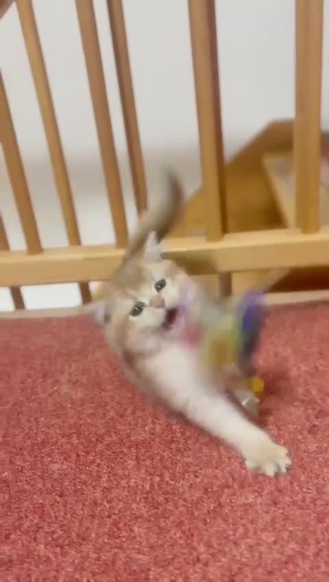 British Shorthair cats for sale: Charming British golden chinchillas - Video 1