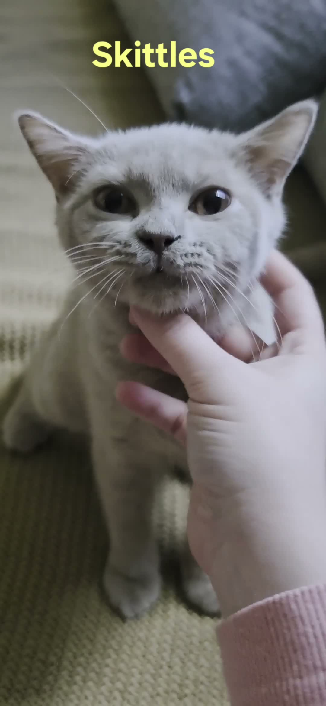 British Shorthair cats for sale: Beautiful GCCF BSH Kittens – Loving Forever Homes - Video 2