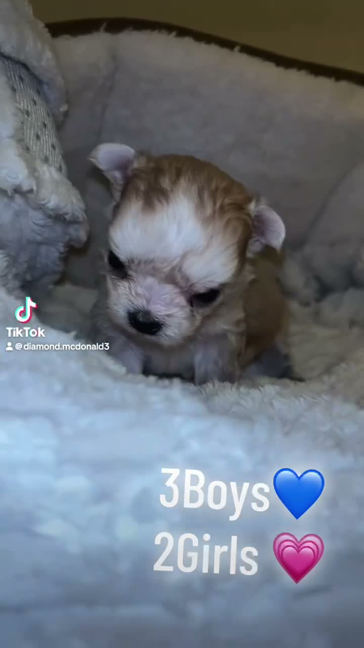 Malshi dogs for sale: Malshi puppy  - Video 1