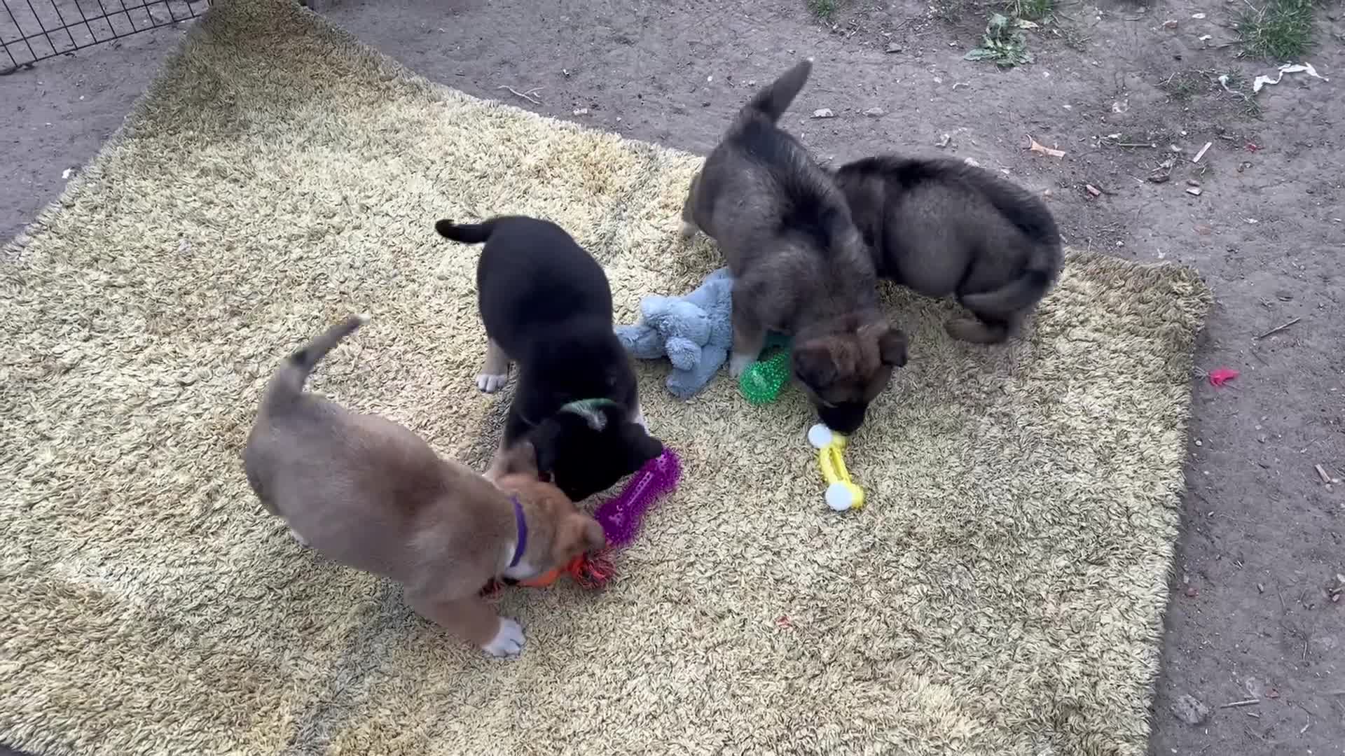German Shepherd dogs for sale: 9 beautiful German shepherd puppies ready to go  in Feltham - Video 3