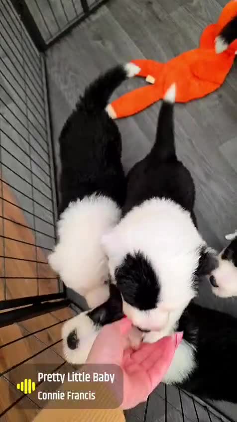 Old English Sheepdog dogs for sale: Stunning OES Puppies  - Video 1