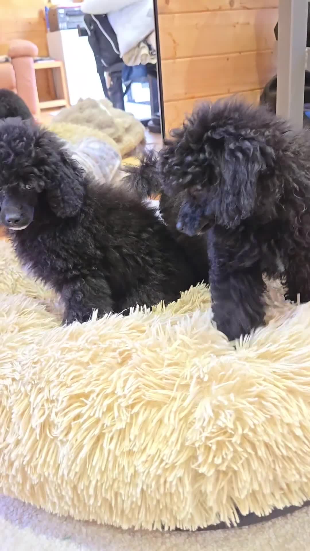 Toy Poodle dogs for sale: Stunning tiny Black girl Toy Poodle - Video 2