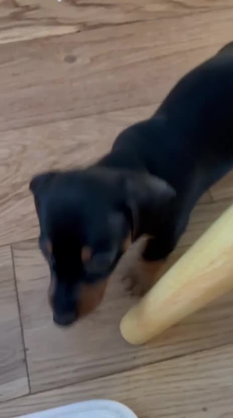 Miniature Dachshund dogs for sale: Last puppy left - Video 1