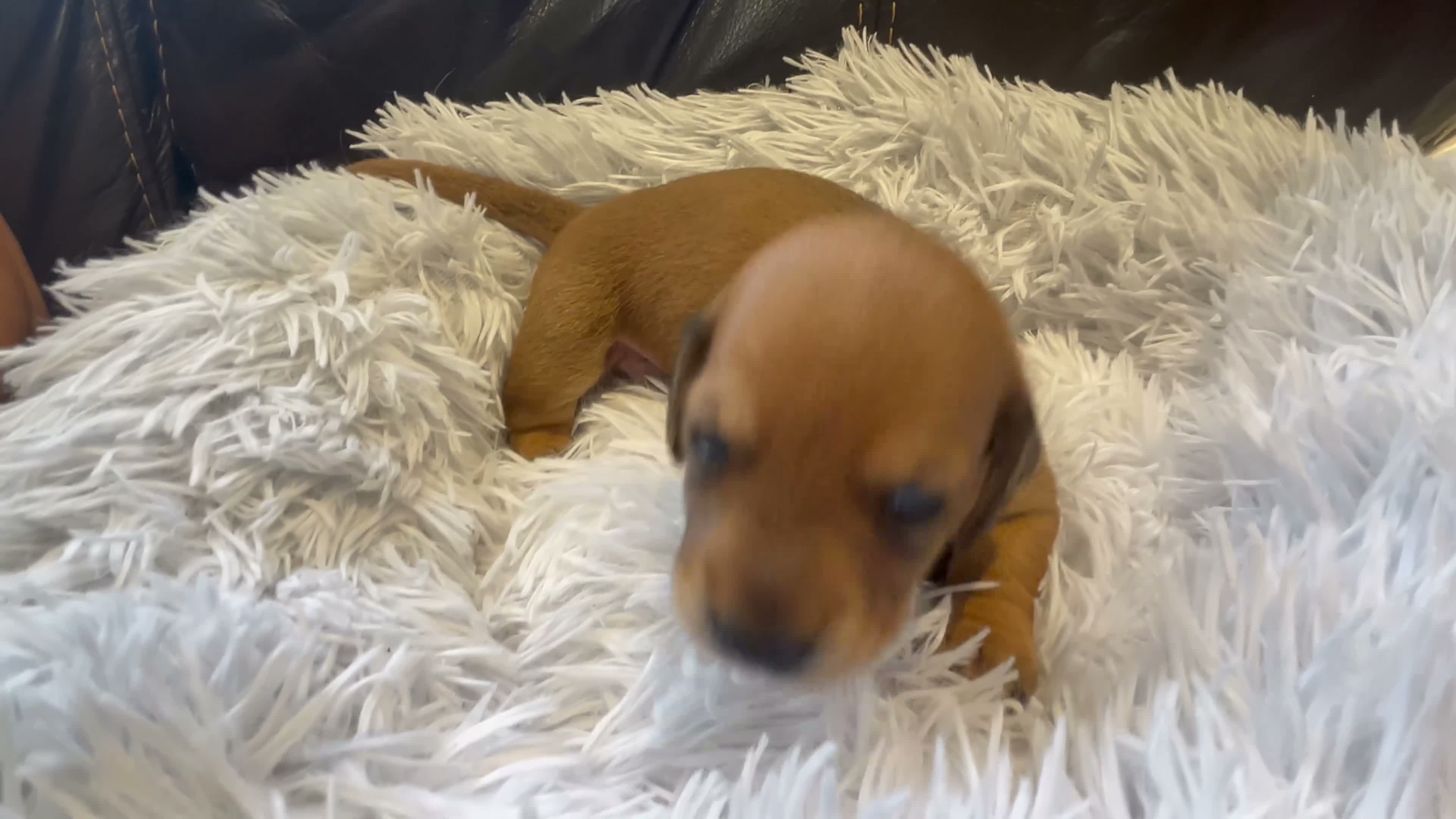 Miniature Dachshund dogs for sale: Beautiful Purebred Miniature Dachshund Puppies 🐾 - Video 2