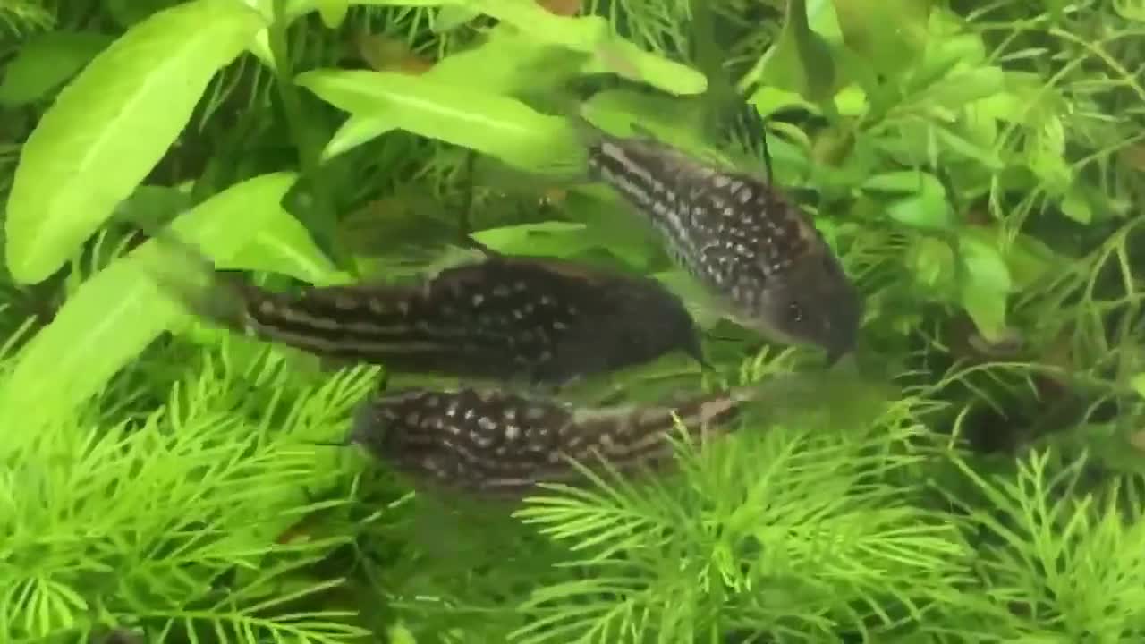 Corys fish for sale: Various species of Corydoras. Adult breeding pairs - Video 5