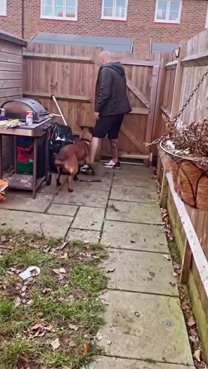 Belgian Shepherd Dog dogs for sale: Belgian Malinios (Singleton) Male  - Video 1