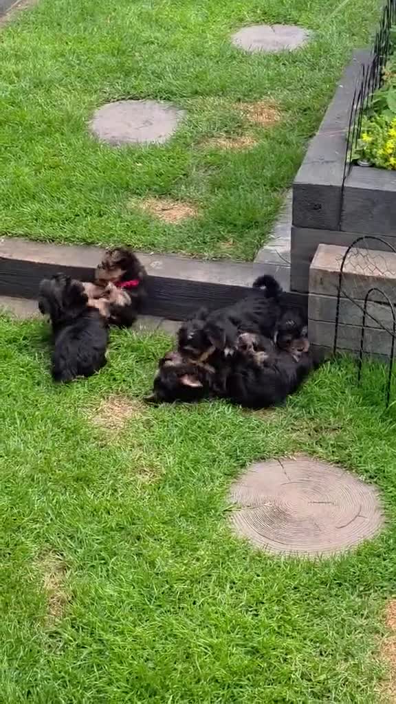 Yorkshire Terrier dogs for sale: Silver blue tan little girl left! - Video 4