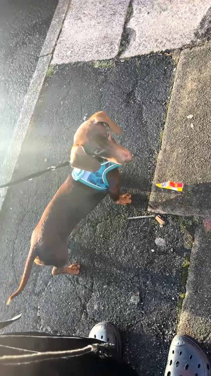 Dachshund dogs for sale: Male dachshund (Valentino) - Video 3