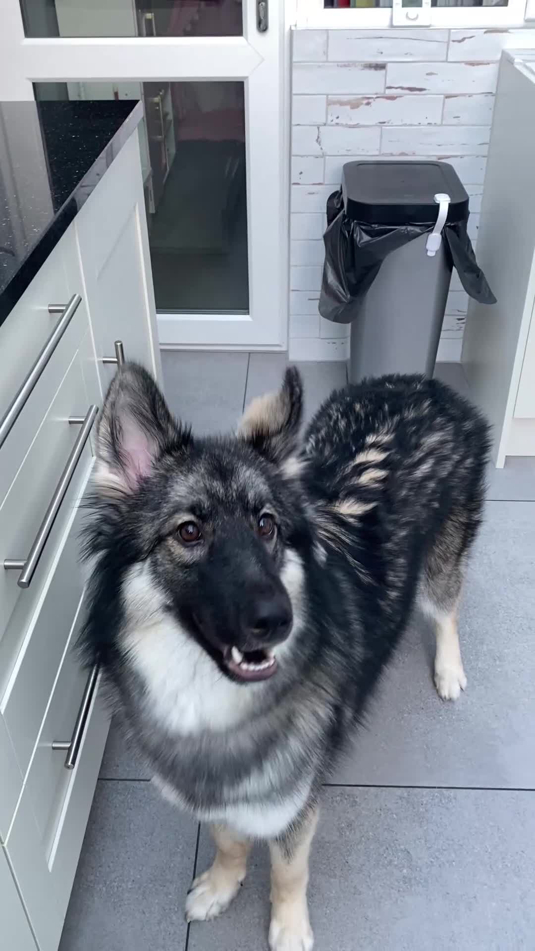 Shepsky dogs for sale: One year old beautiful Shepsky in Aylesbury - Video 1