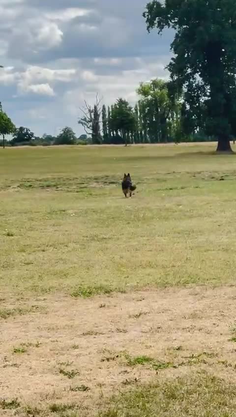 German Shepherd dogs for sale: Long hair female  - Video 1