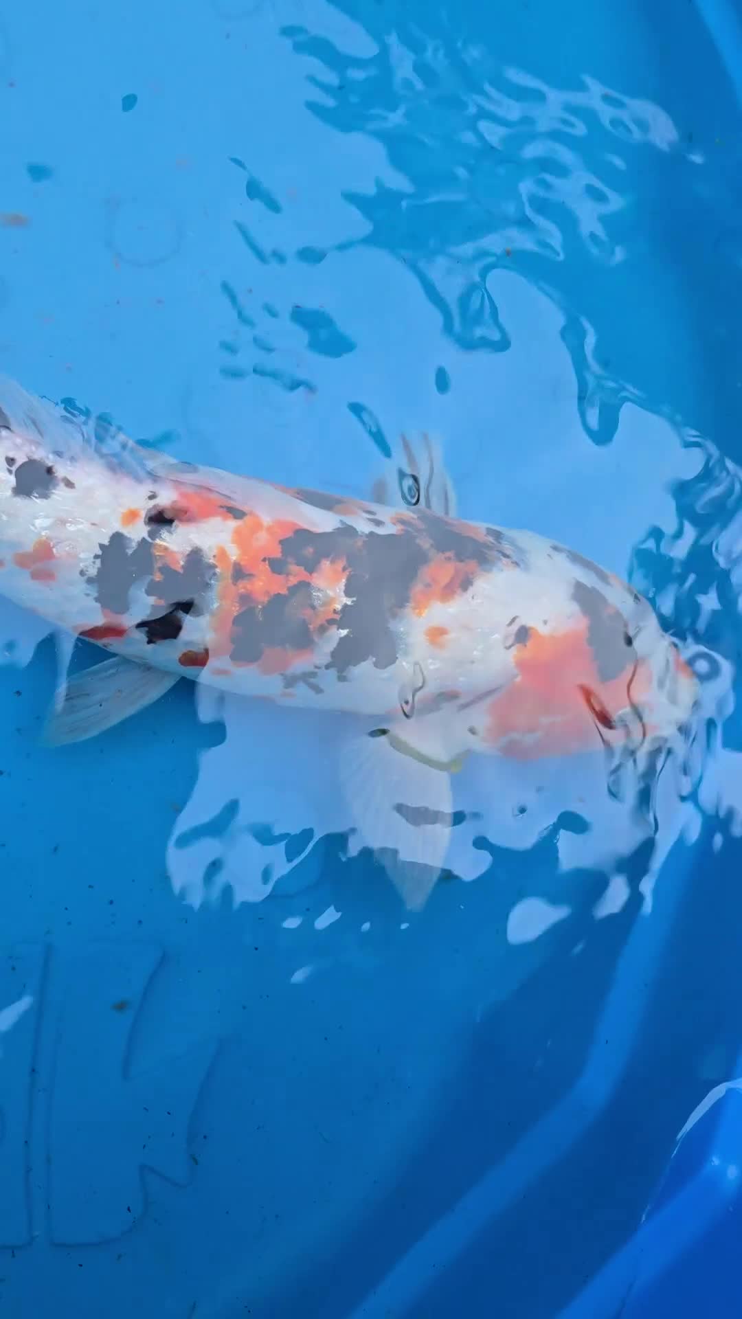 Koi Carp fish for sale: Japanese koi  - Video 3