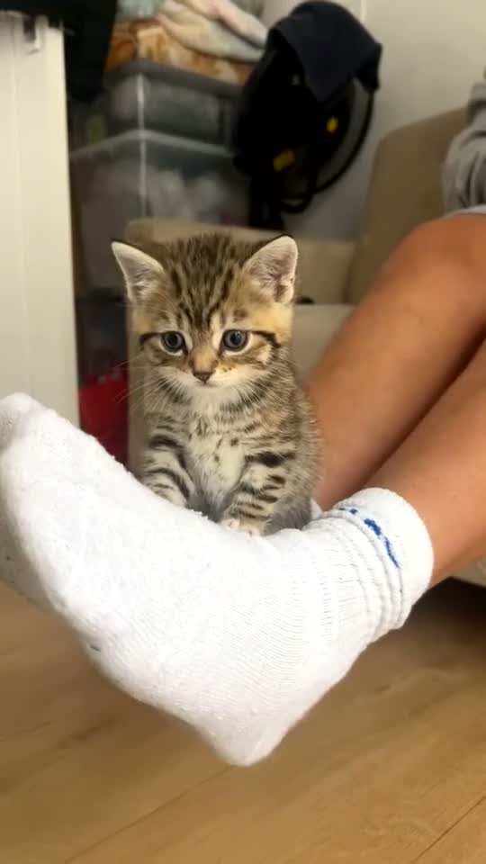 British Shorthair cats for sale: British short hair kittens  - Video 4
