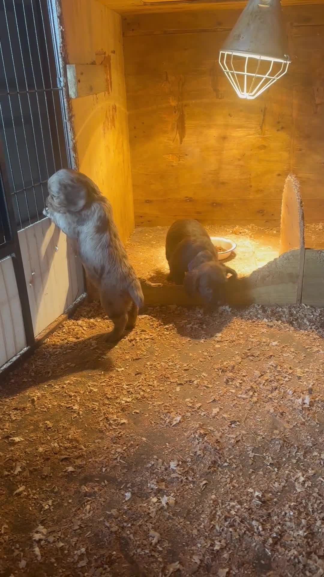 Cocker Spaniel dogs for sale: Working cocker spaniel puppies in Wigton - Video 1