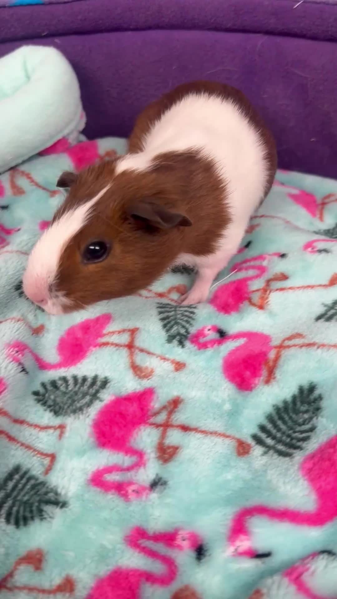 Guinea Pig rodents for sale: Super sweet purebred baby guinea pigs  - Video 4