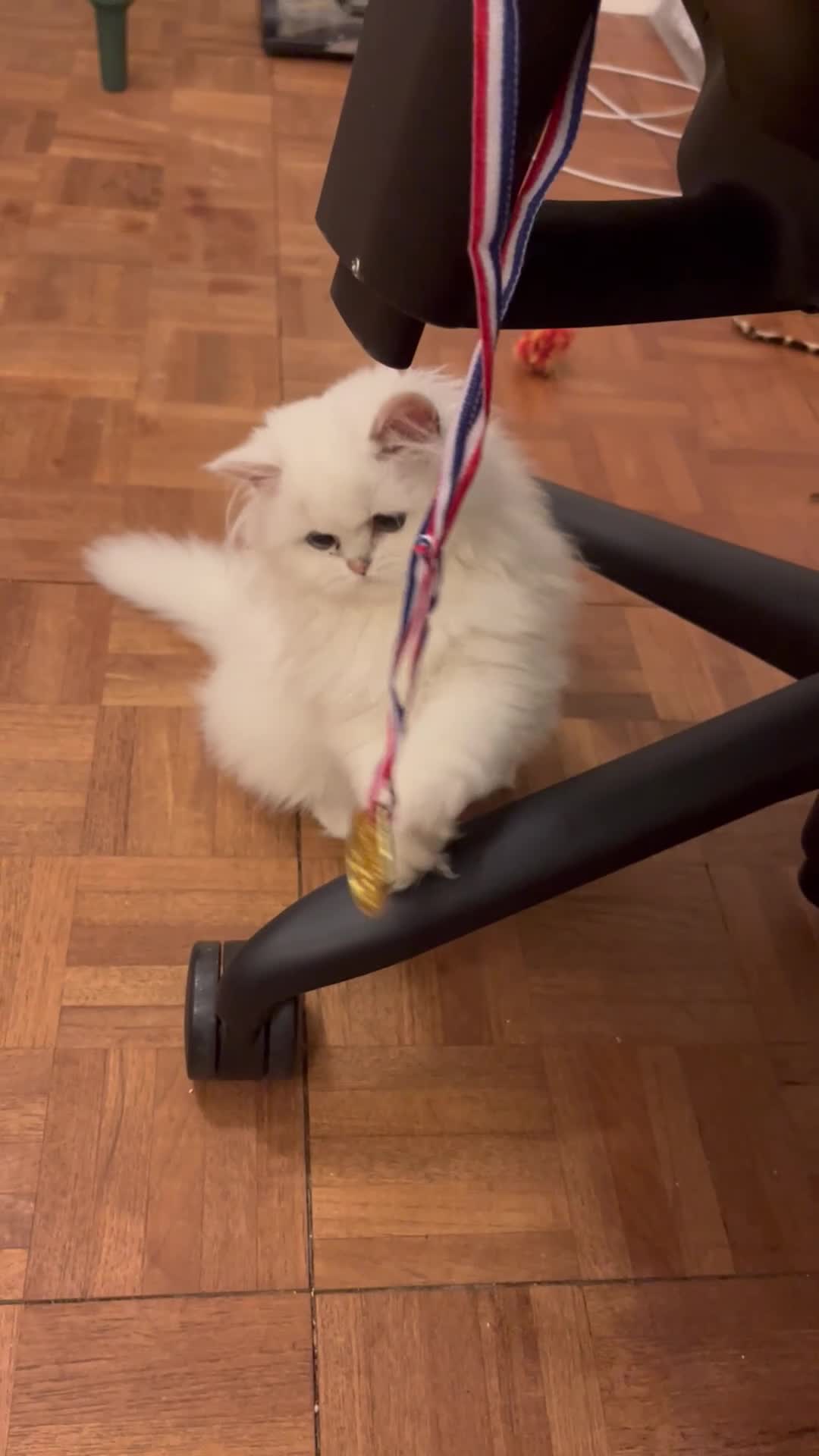 British Longhair cats for sale: Stunning British Longhair Kittens - Goldy & Snowy! - Video 5