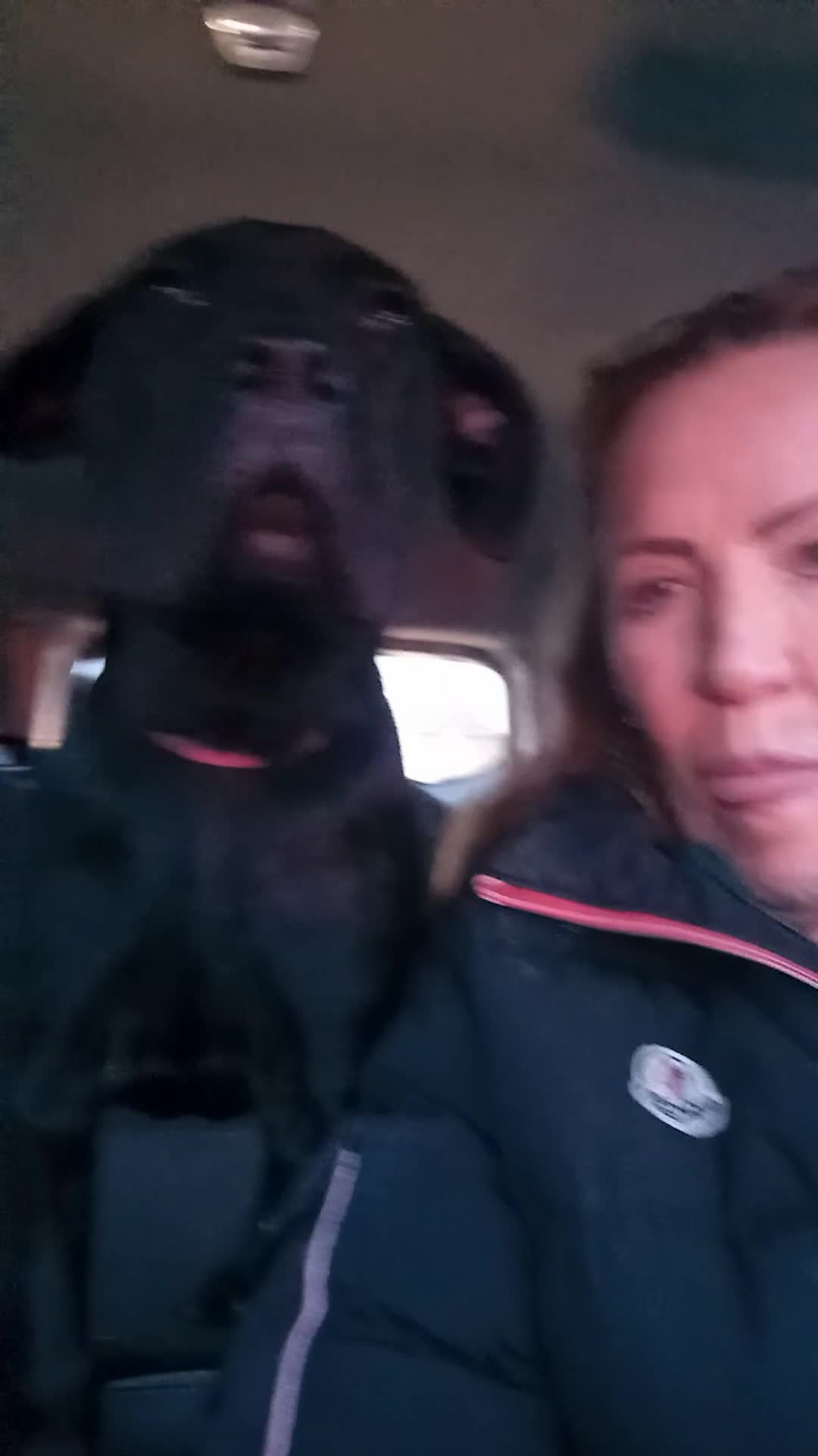 Cane Corso dogs for sale: ANNOUNCEMENT ONLY UK LITTER DEL DYRIUM LINES  🖤  - Video 2